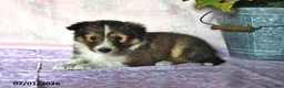 Shetland Sheepdog dogs for sale: Mistletoe - Ad 3