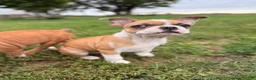 Frenchton dogs for sale: Zotz - Ad 2