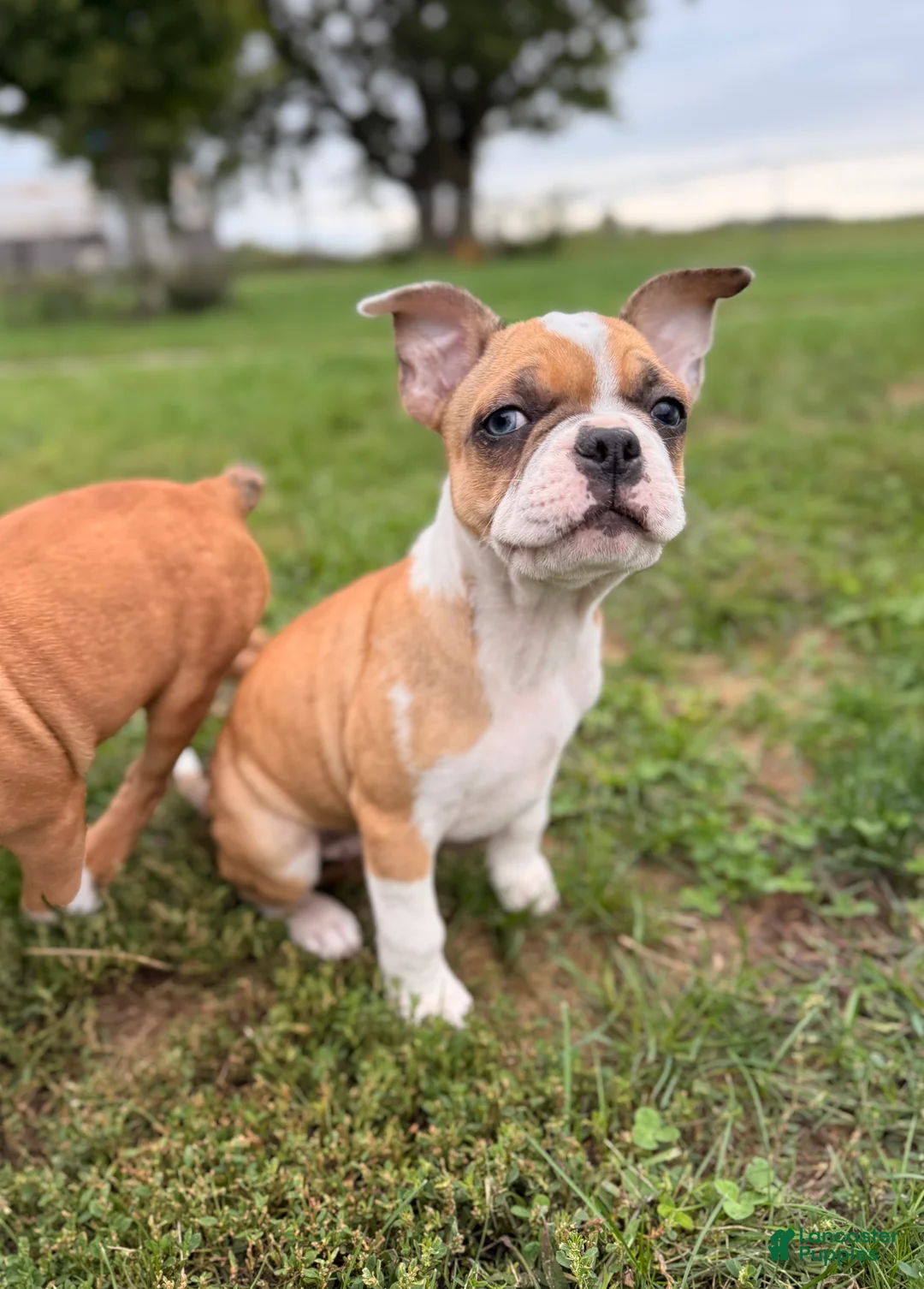 Frenchton dogs for sale: Zotz - Ad 2