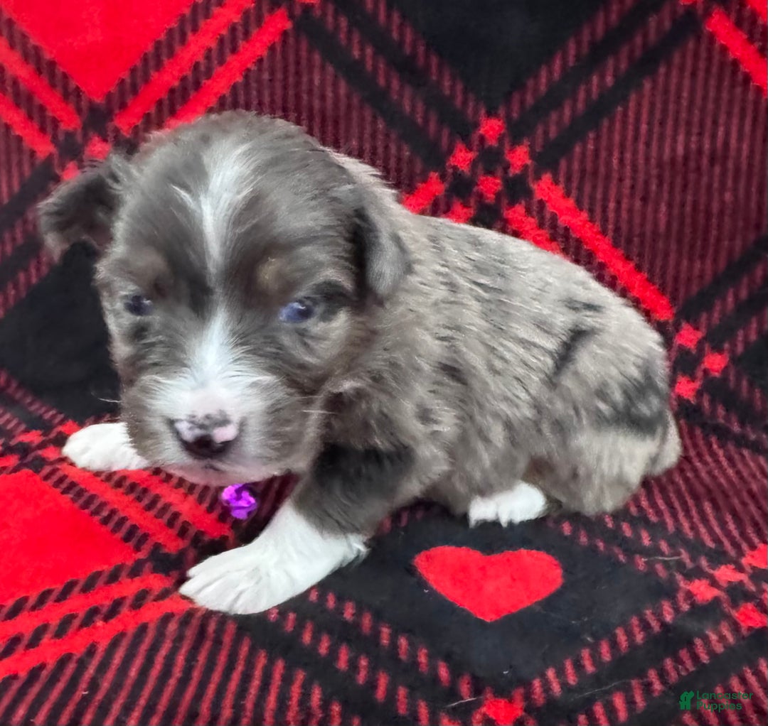 Australian Shepherd dogs for sale: Australian Shepherd Puppy - Purple Collar - Ad 3