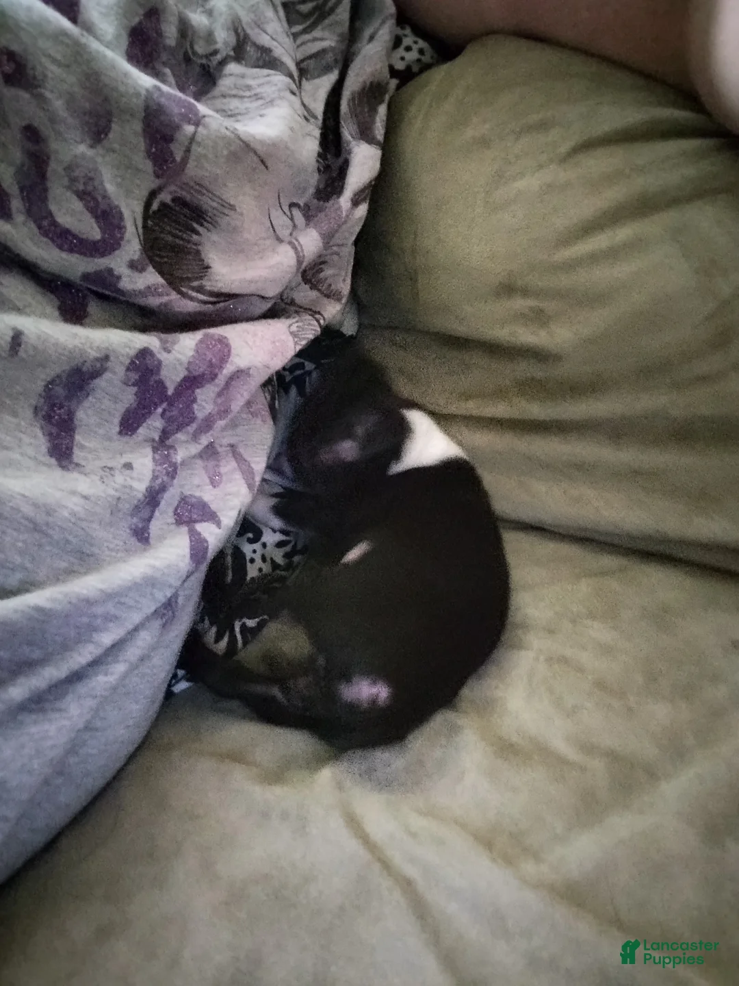 Chihuahua dogs for sale: Chihuahua Puppy 1 - Ad 3