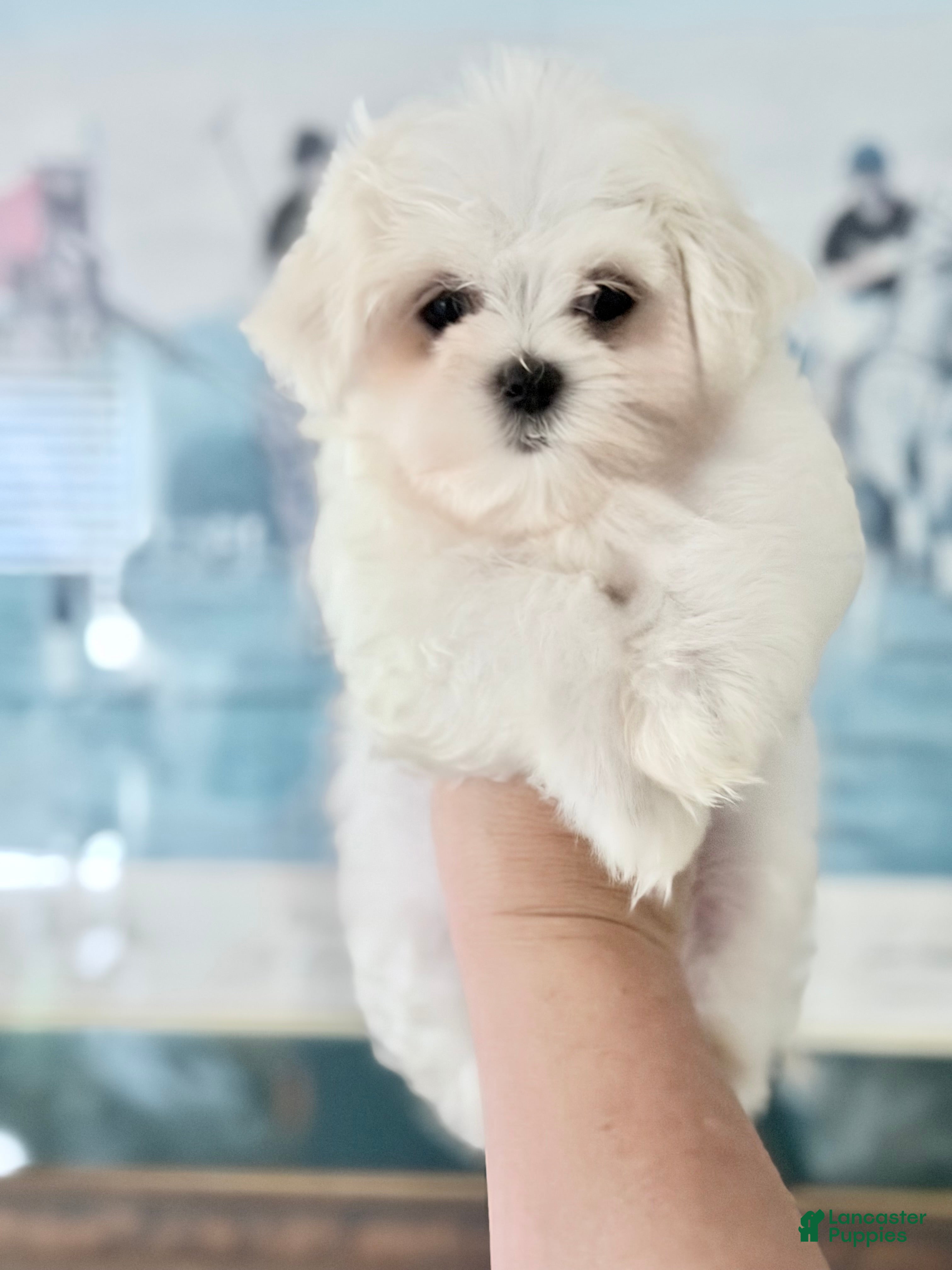 Maltese (Maltese, Female) in Redding, CT