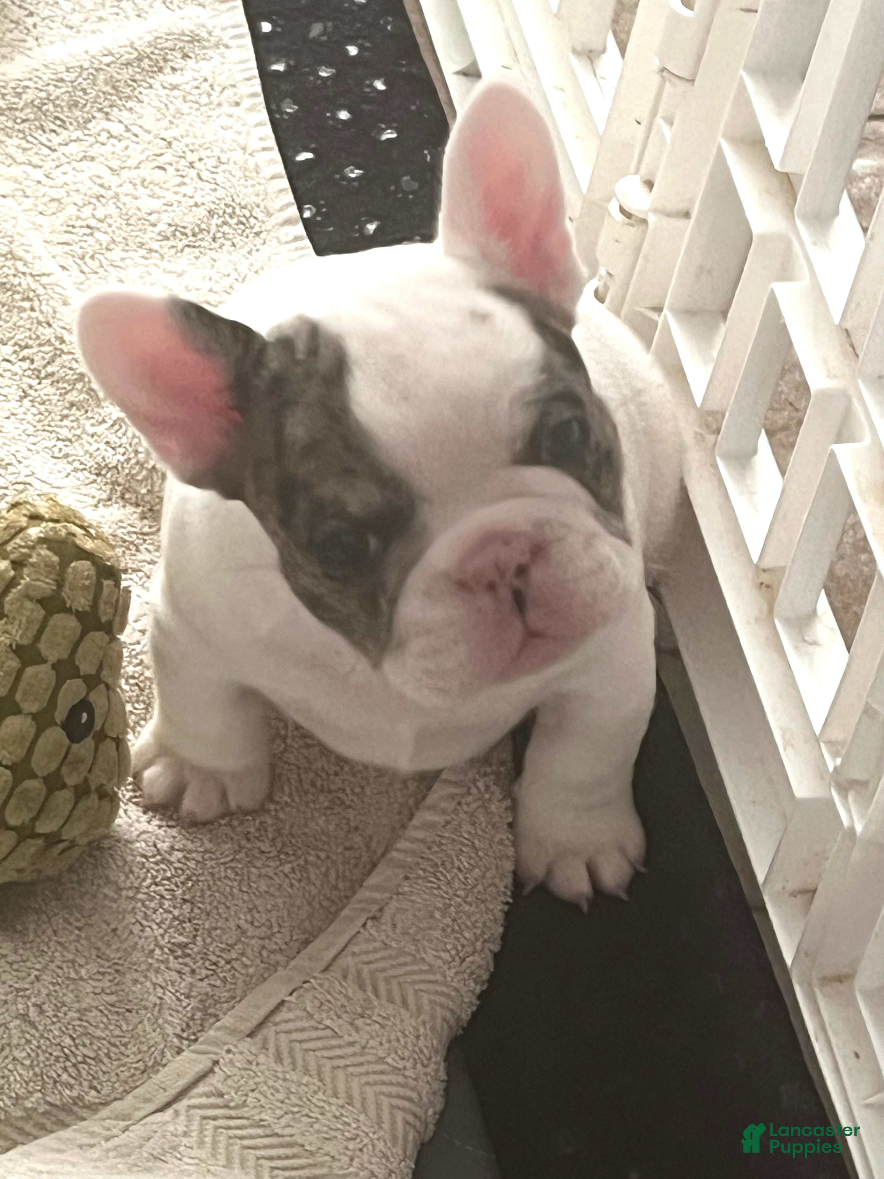 French Bulldog dogs Cajun - Ad 28