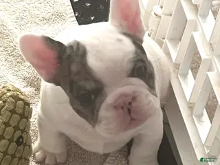 French Bulldog dogs Cajun - Ad 20