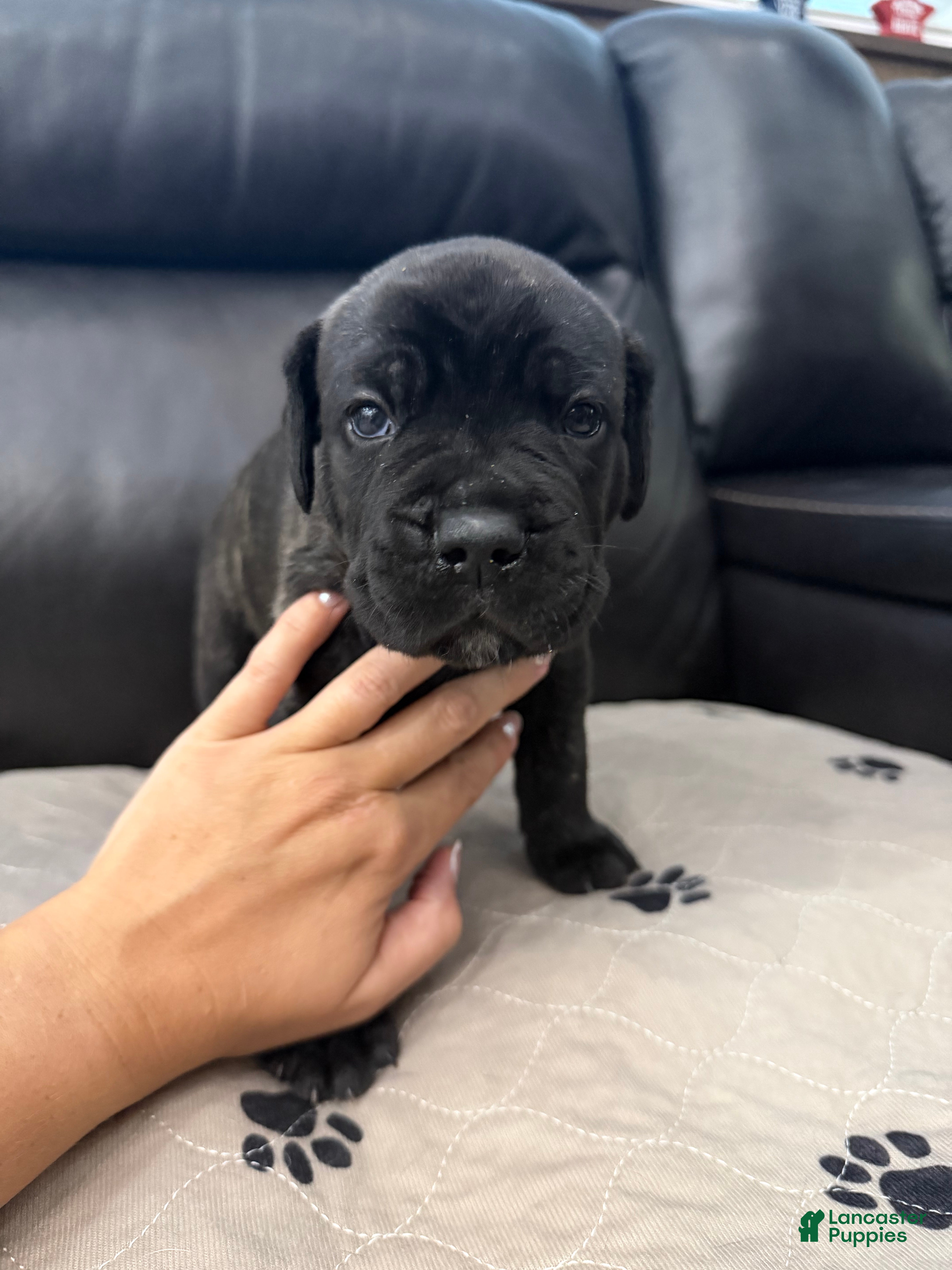 Cane Corso dogs Black Brindle - Lucky - Ad 1