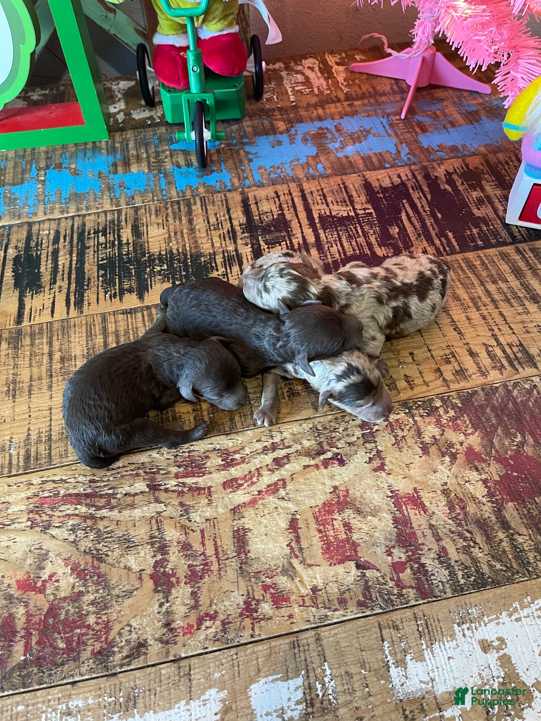 Miniature Poodle dogs for sale: Akc Clear Chocolate Merle Phantom Boy 1 - Ad 10