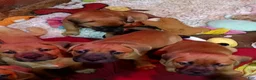 Mixed Breed dogs for sale:  1 - Ad 8