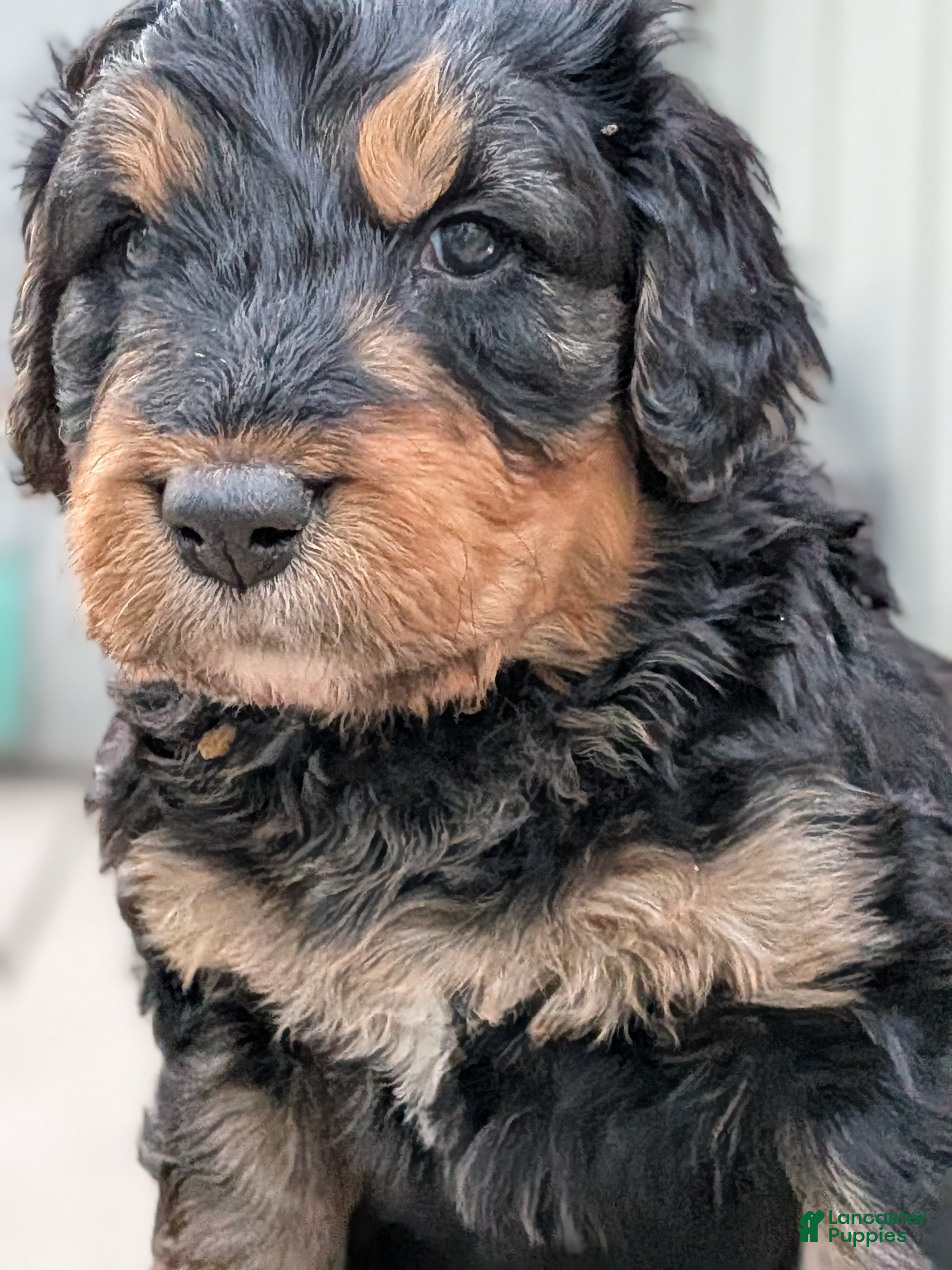 Mixed Breed dogs Rusty - Ad 29