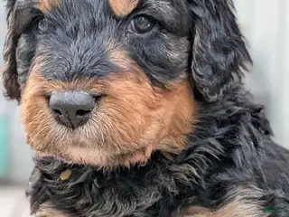 Mixed Breed dogs Rusty - Ad 21