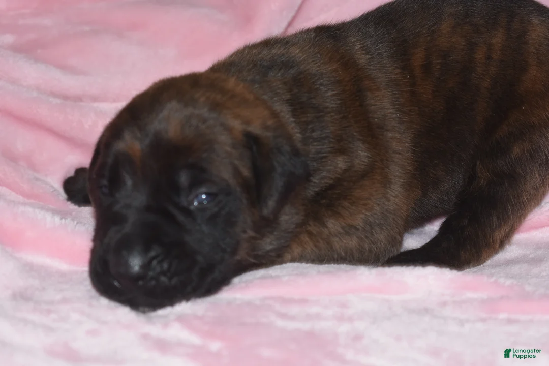 English Mastiff dogs for sale: Jessie (brindle) - Ad 1