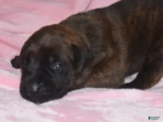 English Mastiff dogs Jessie (brindle) - Ad 1