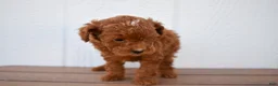 Miniature Poodle dogs for sale: Denver  💕🐶 - Ad 13