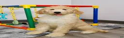 Goldendoodle dogs for sale: Poppi - Ad 3