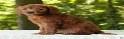 Mini Goldendoodle dogs for sale: Addy - Ad 5
