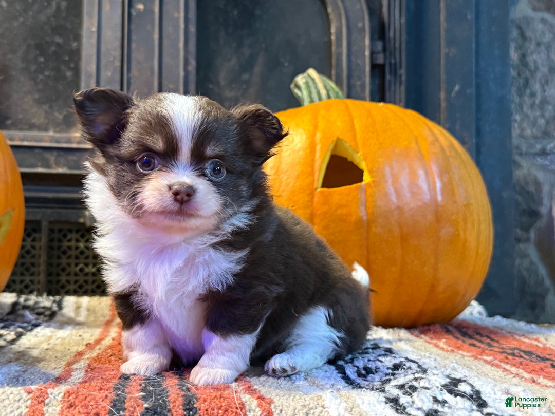 Chihuahua dogs for sale: Choco/tan female 2  - Ad 2