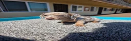 Miniature Dachshund dogs for sale: Lily - Ad 7