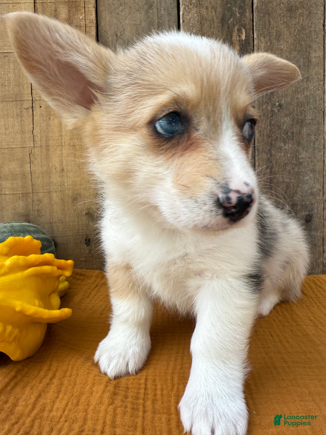 Welsh Corgi Pembroke dogs for sale: Jade - Ad 7