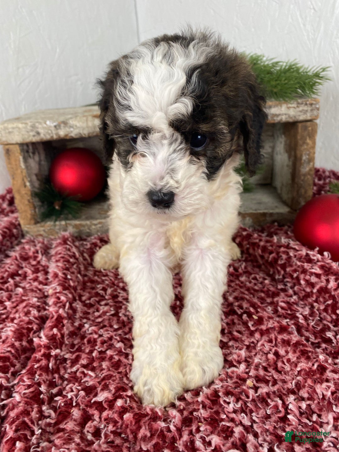 Cockapoo dogs for sale: Hunter - Ad 12