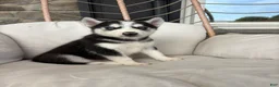 Siberian Husky dogs for sale: Siberian Husky 1 - Ad 3