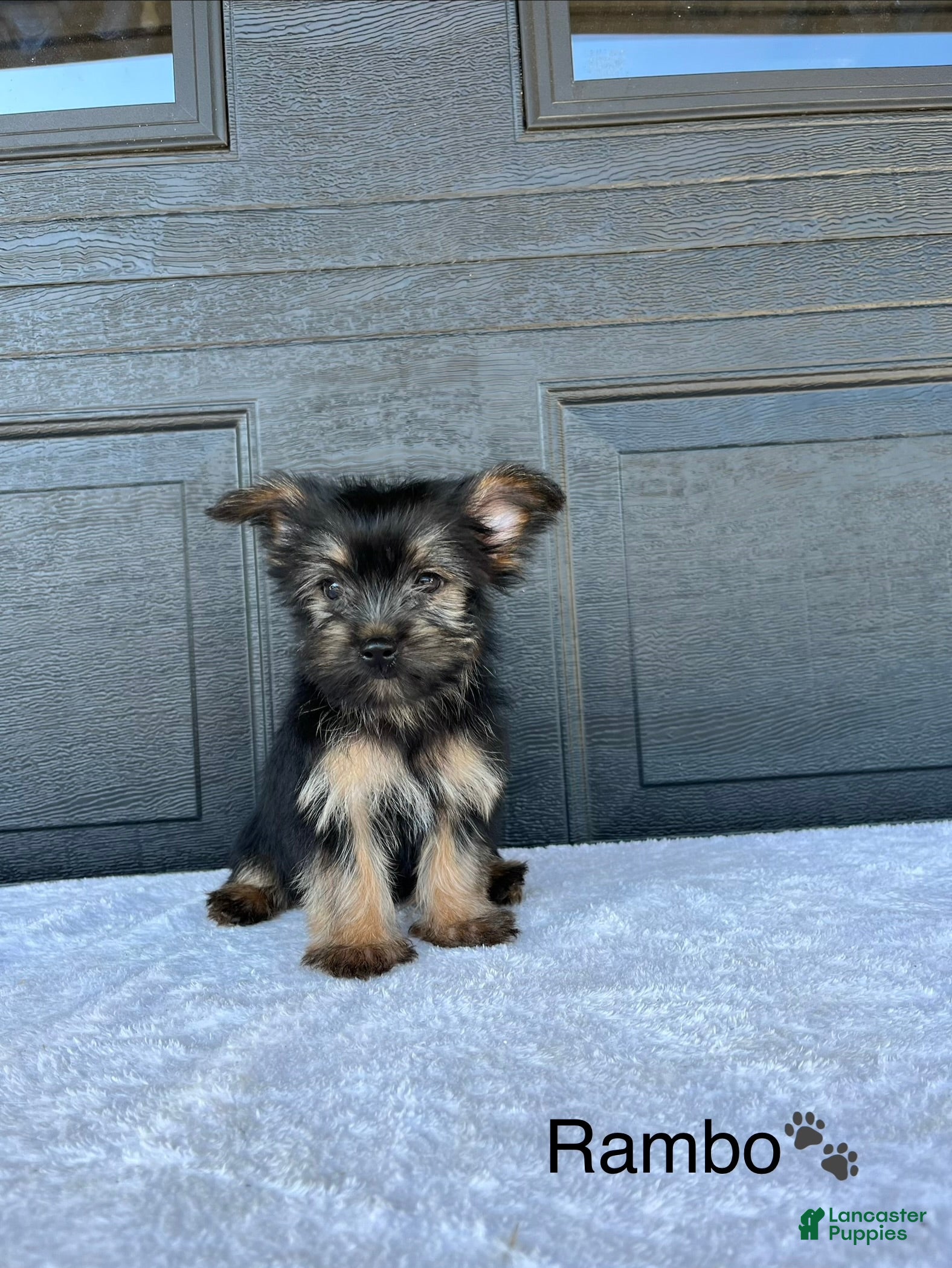 Yorkshire Terrier dogs Rambo - Ad 2