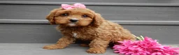 Cavapoo dogs for sale: Buttons - Ad 2
