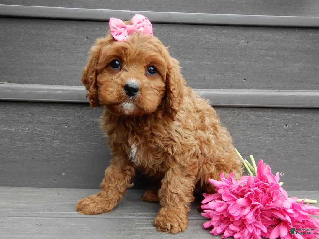 Cavapoo dogs for sale: Buttons - Ad 2