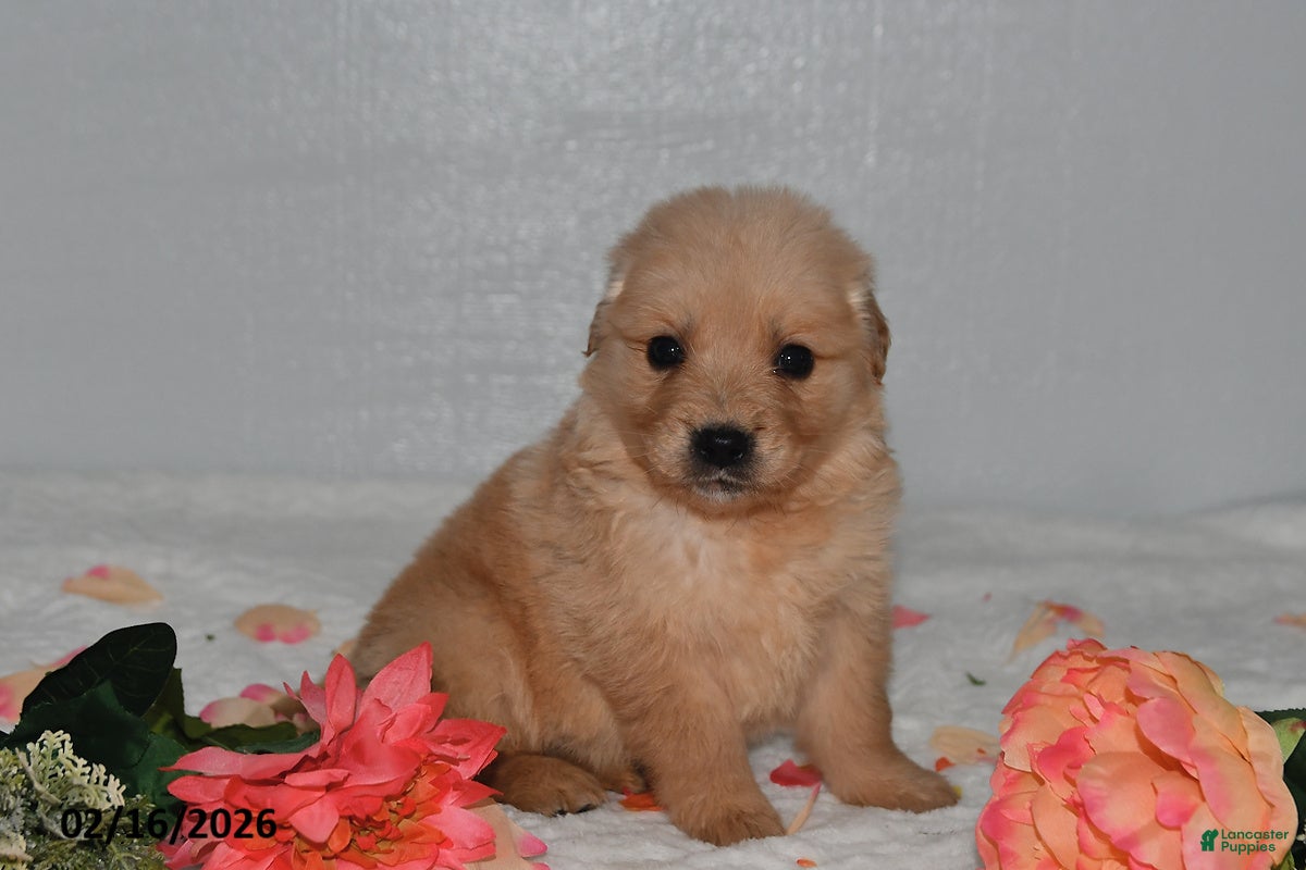 Golden Retriever dogs for sale: Fern - Ad 1