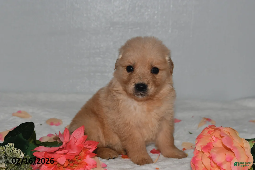 Golden Retriever dogs for sale: Fern - Ad 1