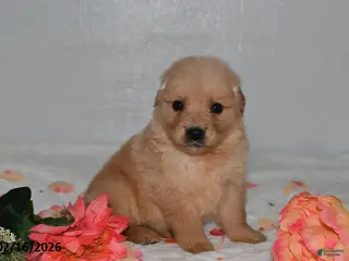 Golden Retriever dogs for sale: Fern - Ad 1