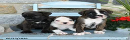 Boxer dogs for sale: Bruno - Ad 5