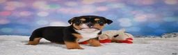 English Bulldog dogs for sale: Buddy - Ad 4