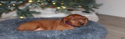 Mixed Breed dogs for sale: grace - Ad 5