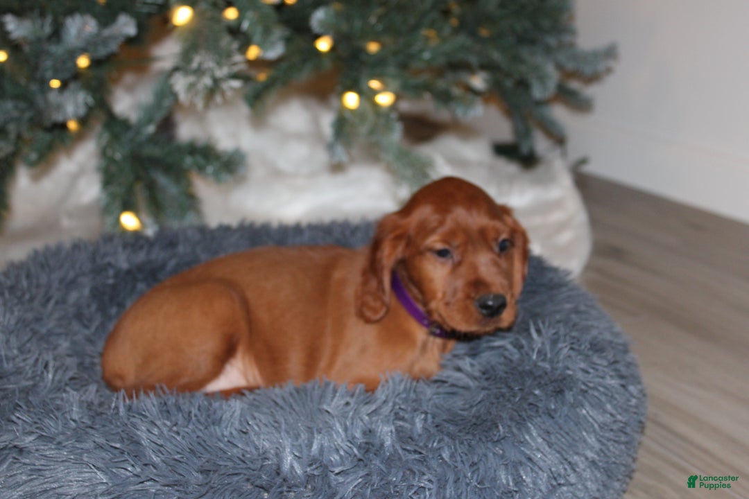 Mixed Breed dogs for sale: grace - Ad 5
