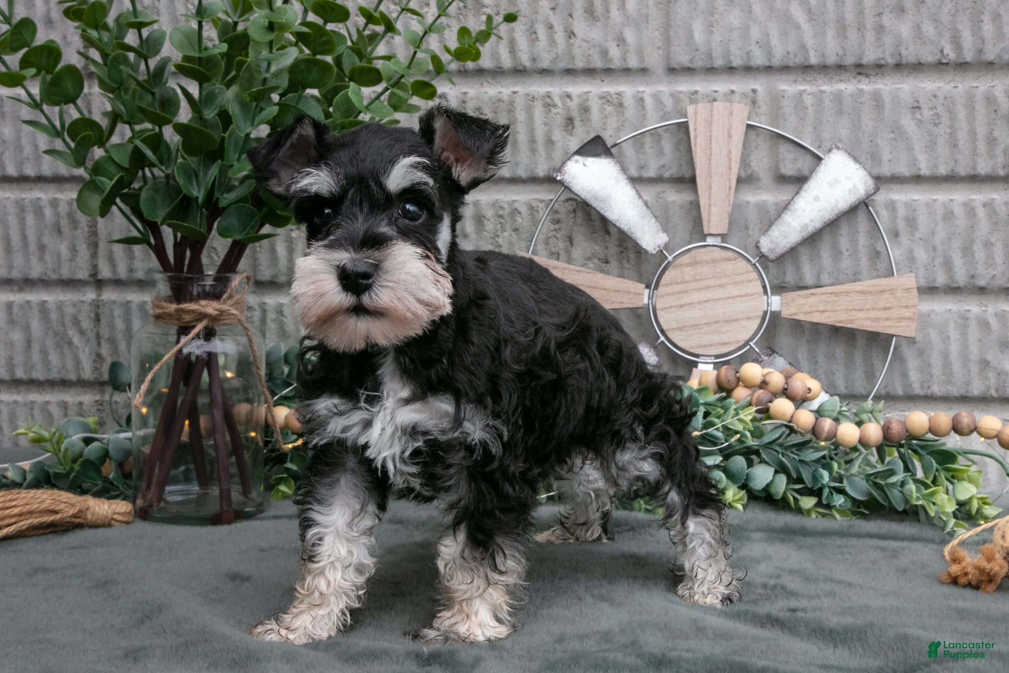 Miniature Schnauzer dogs Benji - Ad 1