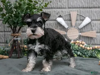 Miniature Schnauzer dogs for sale: Benji - Ad 2