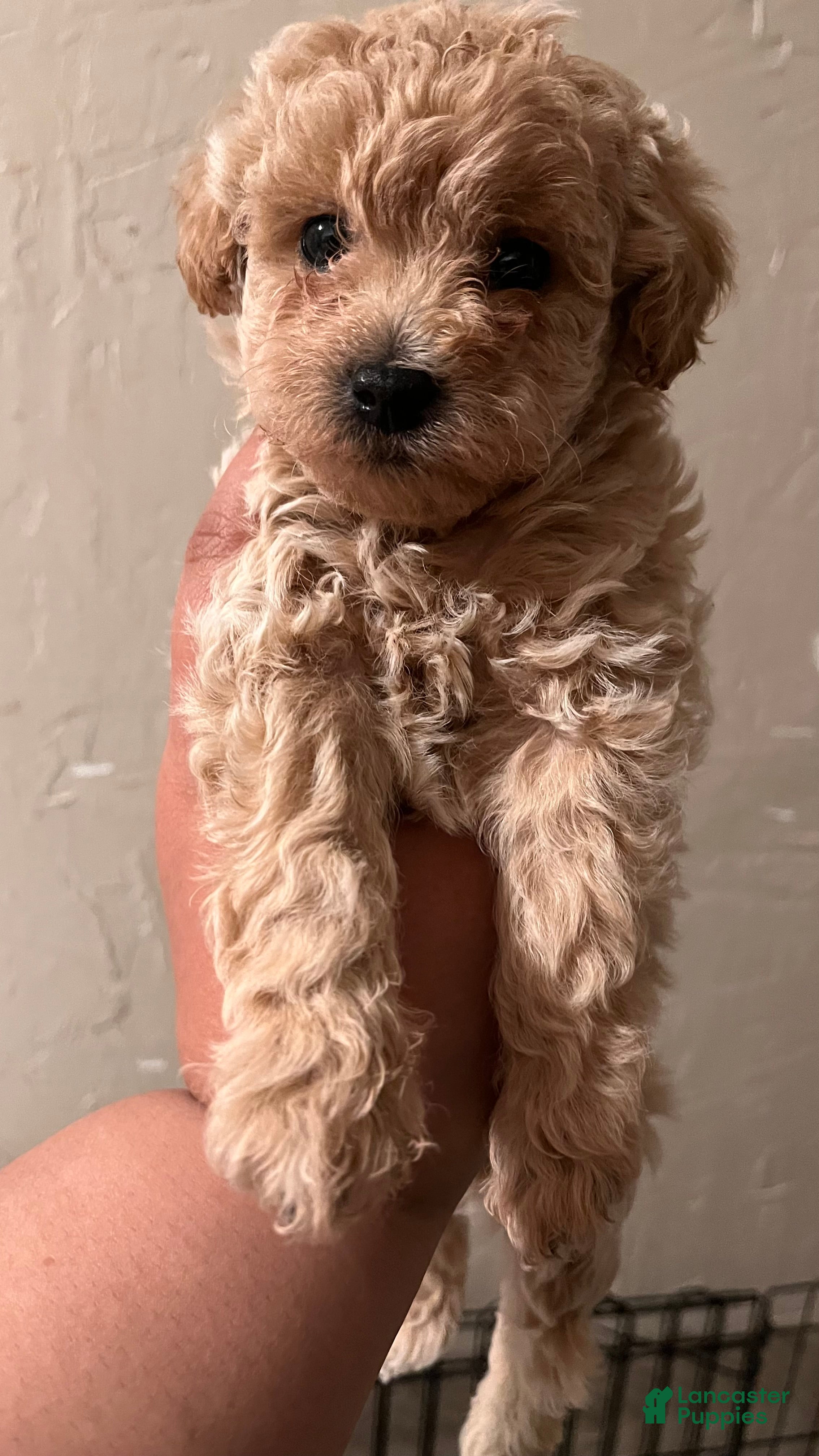 Bichpoo dogs Honey - Ad 35