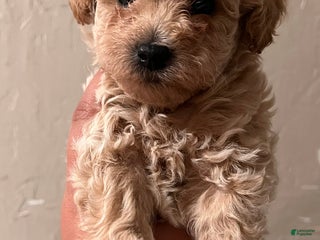 Bichpoo dogs Honey - Ad 27