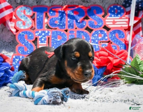 Doberman Pinscher dogs Boy 2 - Ad 1