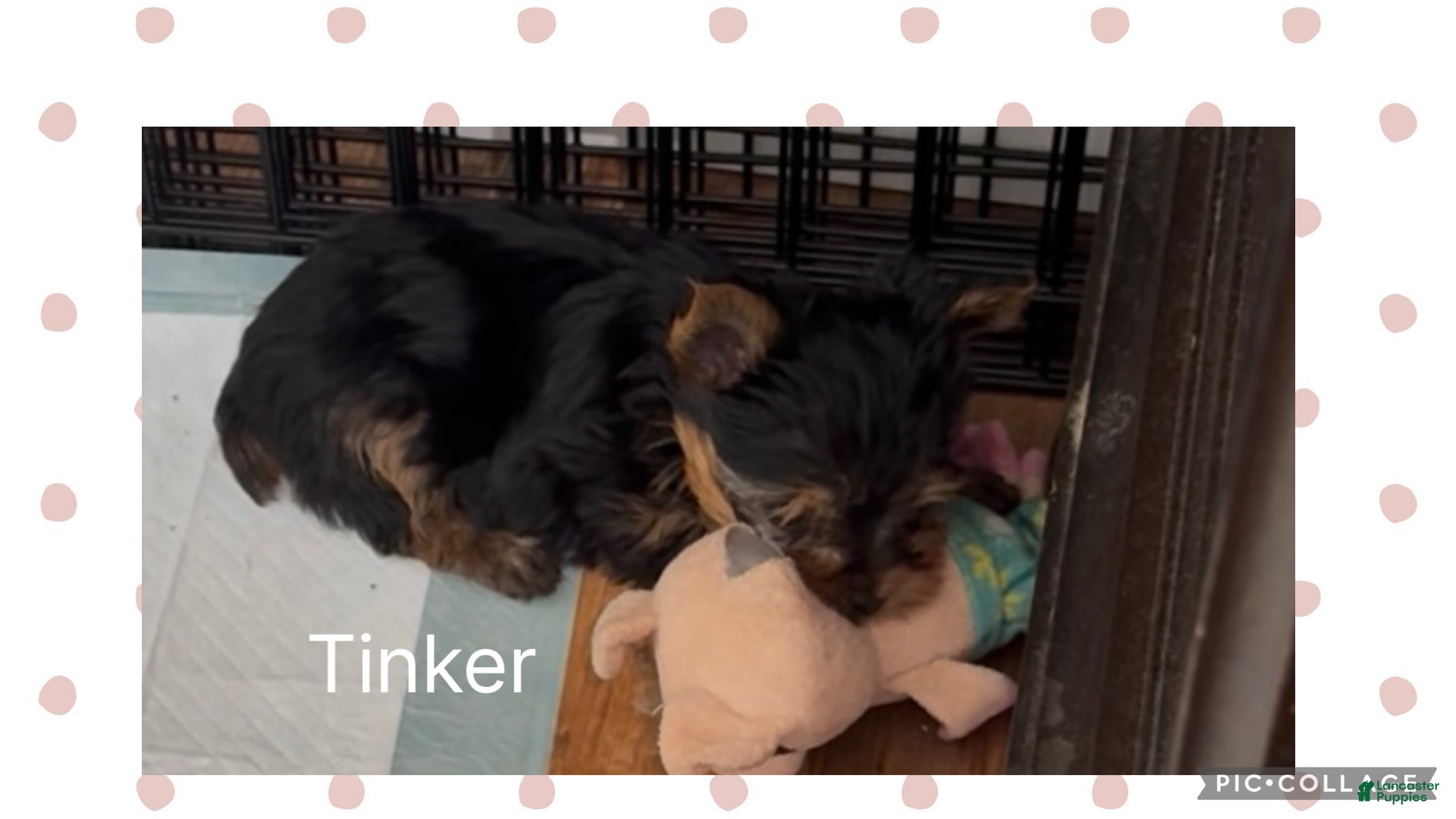 Yorkshire Terrier dogs Yorkshire Terrier Puppy 1 Tinker - Ad 2