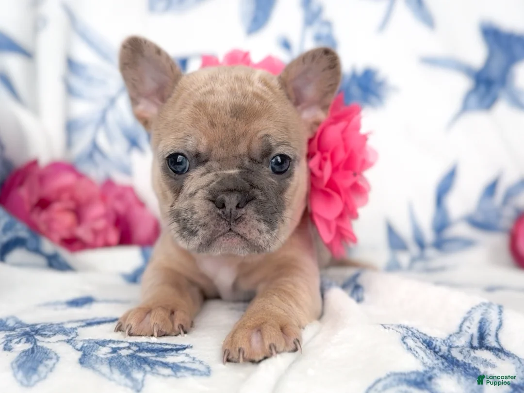 French Bulldog dogs for sale: Snickerdoodle - Ad 16