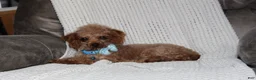 Toy Poodle dogs for sale: Tucker - Ad 14