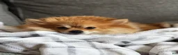 Pomeranian dogs for sale: Violet  - Ad 7