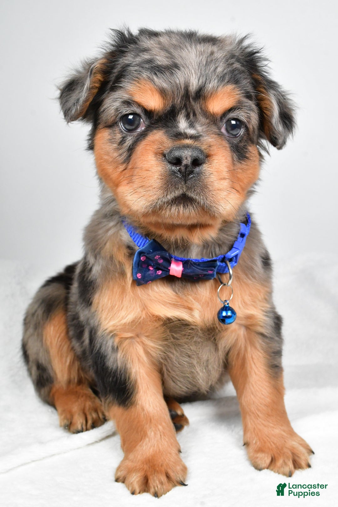 French Bulldog dogs for sale: Maxwell - Ad 8