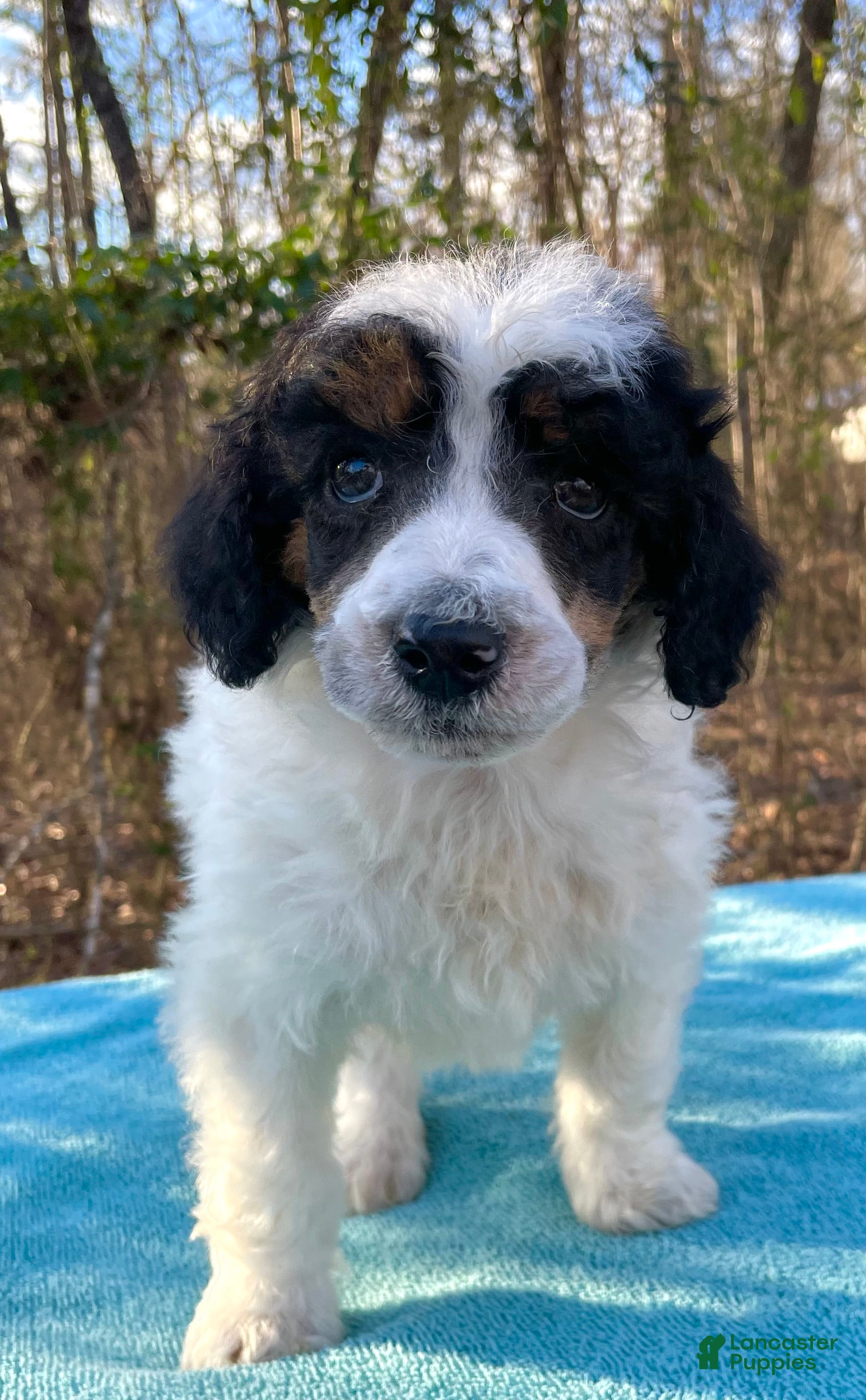 Standard Poodle dogs for sale: Chappy - Ad 4
