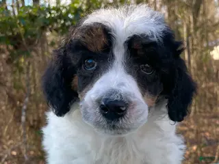 Standard Poodle dogs for sale: Chappy - Ad 4