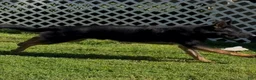 German Shepherd dogs for stud: Sebastian  - Ad 7