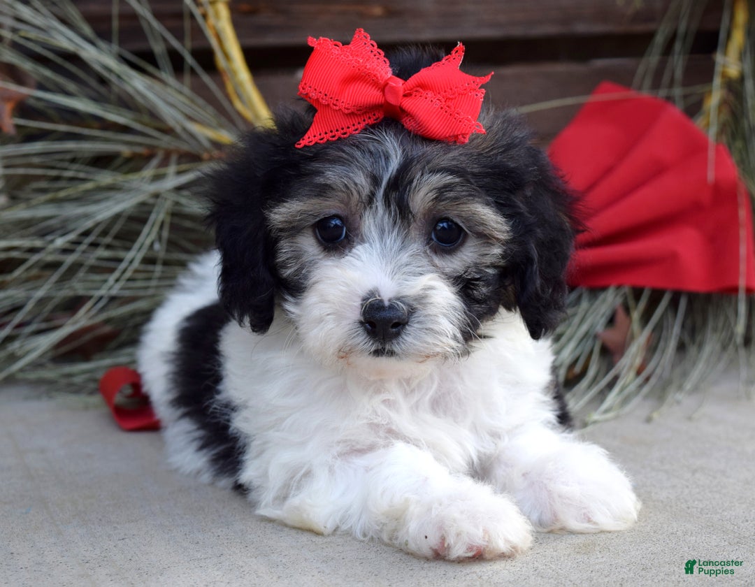 Bichpoo dogs for sale: Stella - Ad 10