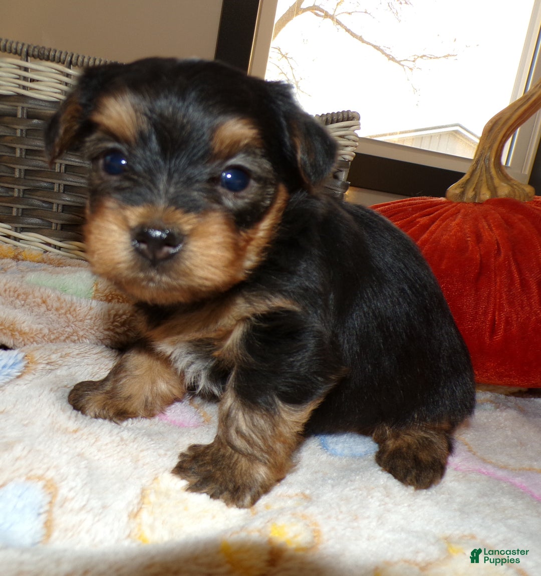 Yorkshire Terrier dogs for sale: Yorkshire Terrier Puppy 1 Dextor - Ad 1