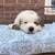 Great Pyrenees dogs Great Pyrenees 4 - Ad 1