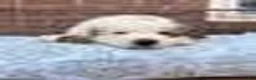 Great Pyrenees dogs for sale: Great Pyrenees 4 - Ad 1
